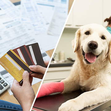 3 debit cards held over a stack of bills next to a white dog with a pink cast